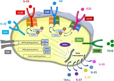 Innate Cells: The Alternative Source of IL-17 in Axial and Peripheral Spondyloarthritis?